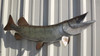 35" Muskie Full Mount