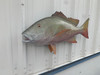 32 Inch Mutton Snapper Fish Mount - Head View