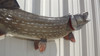 35 inch northern pike fish replica