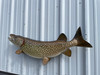 In Stock 45 Inch Northern Pike Fish Replica - Flank View