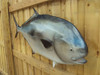 Permit Fish Mount - 47" Two Sided Wall Mount Fish Replica