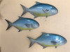 Three 18 Inch Pompano Half Mounts