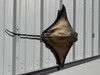 40 inch cownose ray half mount replica