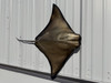 40 inch cownose ray half mount replica reproduction