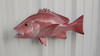 20" Red Snapper Full Mount