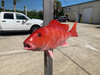 25 Inch Red Snapper Fish Mount - Top View