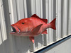 32" Red Snapper Full Mount