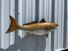 In Stock 29 Inch Redfish Full Mount Fish Replica - Flank View