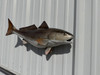 In Stock 29 Inch Redfish Fish Mount - Head View