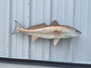 36 inch redfish fish mount for sale