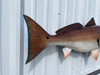 In Stock 40 Inch Redfish Fish Mount - Tail View