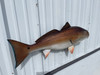 In Stock 40 Inch Redfish Full Mount Fish Replica - Flank View