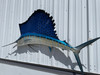 79 Inch Atlantic Sailfish Fish Mount - Flank View