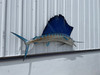 84 inch atlantic sailfish mount in stock