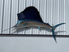 95 Inch Atlantic Sailfish Left Facing Full Fish Mount - Side View