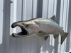 28 Inch Coho Salmon Fish Mount - Head View