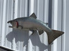 28 Inch Coho Salmon Fish Mount - Flank View