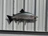 32 Inch King Salmon Full Mount Fish Replica