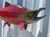 In Stock 28 Inch Sockeye Salmon Fish Mount
