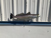 Seatrout Fish Mount - 26" Two Sided Wall Mount Fish Replica