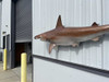 82 inch hammerhead shark replica in stock