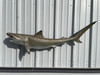In Stock 51 Inch Tiger Shark Full Shark Mount - Side View