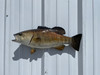 20 Inch Smallmouth Bass Half Fish Mount