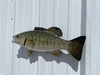 Green Half Fish Mount - Flank View