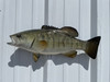 20 Inch Smallmouth Bass Green Half Fish Mount - Side View