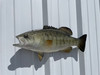 20 Inch Smallmouth Bass Green Half Fish Mount - Head View