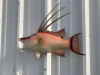 21" Hogfish Full Mount