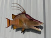26 inch hog snapper mount in stock
