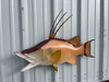 32 inch hogfish replica for sale