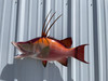32 inch hogfish mount for sale 32 inch hogfish mount for sale