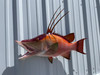 32 inch hogfish replica for sale 32 inch hogfish replica for sale