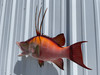 32 inch hog snapper replica in stock 32 inch hog snapper replica in stock