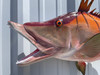 32 inch hog snapper mount in stock 32 inch hog snapper mount in stock