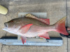 32 inch mutton snapper fish mount for sale