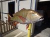 30" Mutton Snapper 3D Fish Mount Replica - Suspension Mount