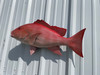 In Stock 32 Inch Red Snapper Fish Mount - Flank View