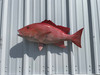 In Stock 32 Inch Red Snapper Fish Mount - Side View