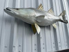 36 inch snook fish replica for sale
