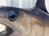 76" Broadbill Swordfish Full Mount
