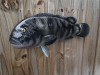 Tautog Fish Mount - 25" Two Sided Wall Mount Fish Replica
