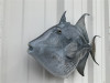 24" Grey Triggerfish Full Mount