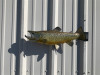 22" Brown Trout Full Mount