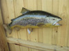 28" Brown Trout Full Mount