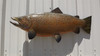 36" Brown Trout Full Mount