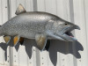 33" Lake Trout Full Mount