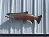 33 Inch Steelhead Trout Fish Mount - Side View